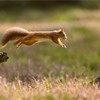 Red Squirrel (Sciurus vulgaris)  adult in summer coat leaping between fallen logs